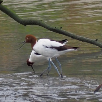 Red Necked Avocets